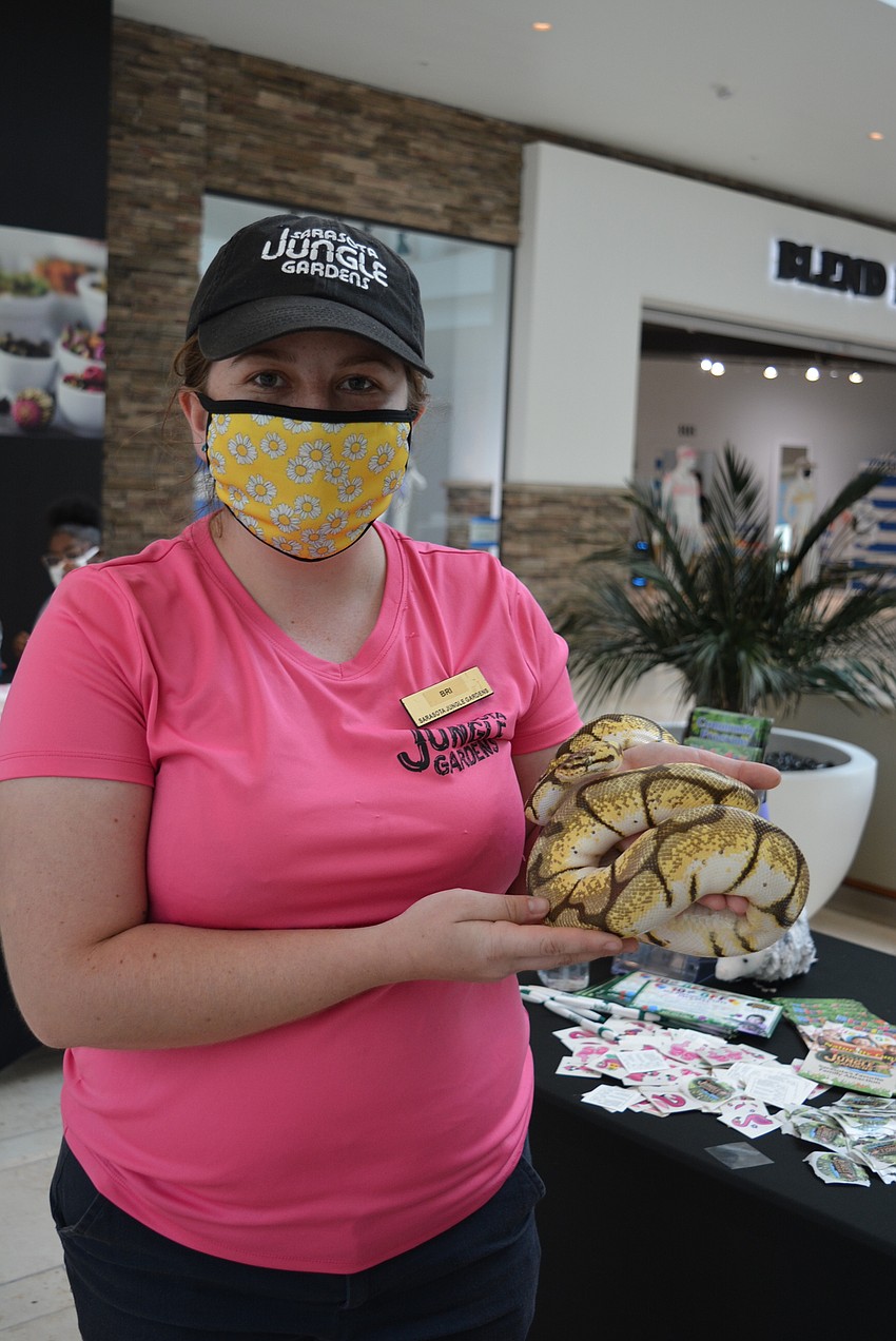 Sarasota Jungle Gardens' Bri Morton shows off Bumblebee, a ball python.
