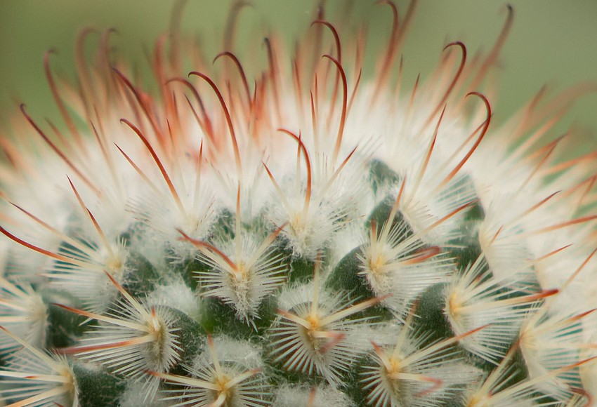 Your Observer Photo "Cactus Antennas," Photographed by Acela