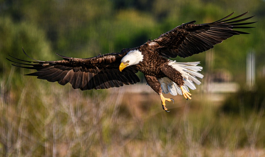 The bald eagle name originates with the old English word "balde," which means white.