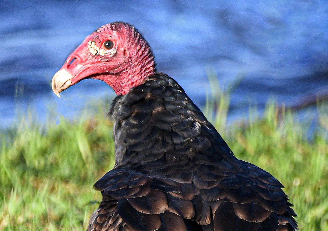Turkey vultures have bright red heads, much like those of wild turkeys. (Miri Hardy)