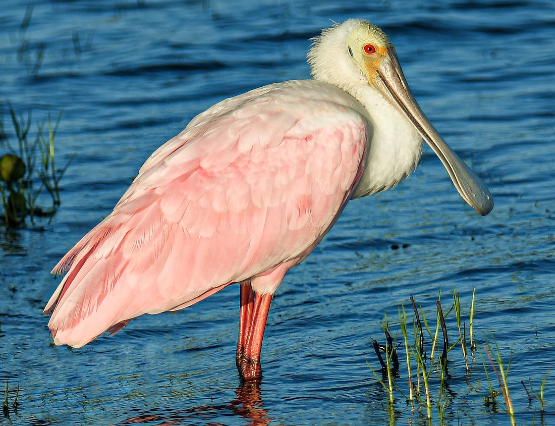 Spoonbills are tactile feeders whose rosy coloring comes from their diet of crustaceans. (Miri Hardy)