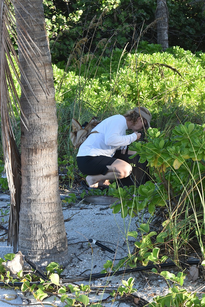 Carlyn Vigil gets in the weeds to pull out trash.