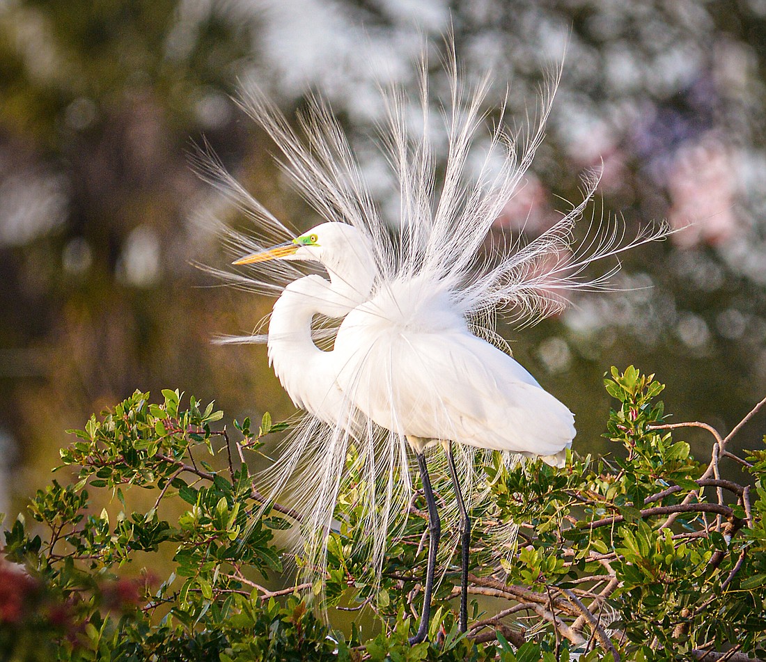 Great Egrets are named after their wispy breeding plumes, called aigrettes, for which they were nearly hunted to extinction in the 1880s. (Miri Hardy)
