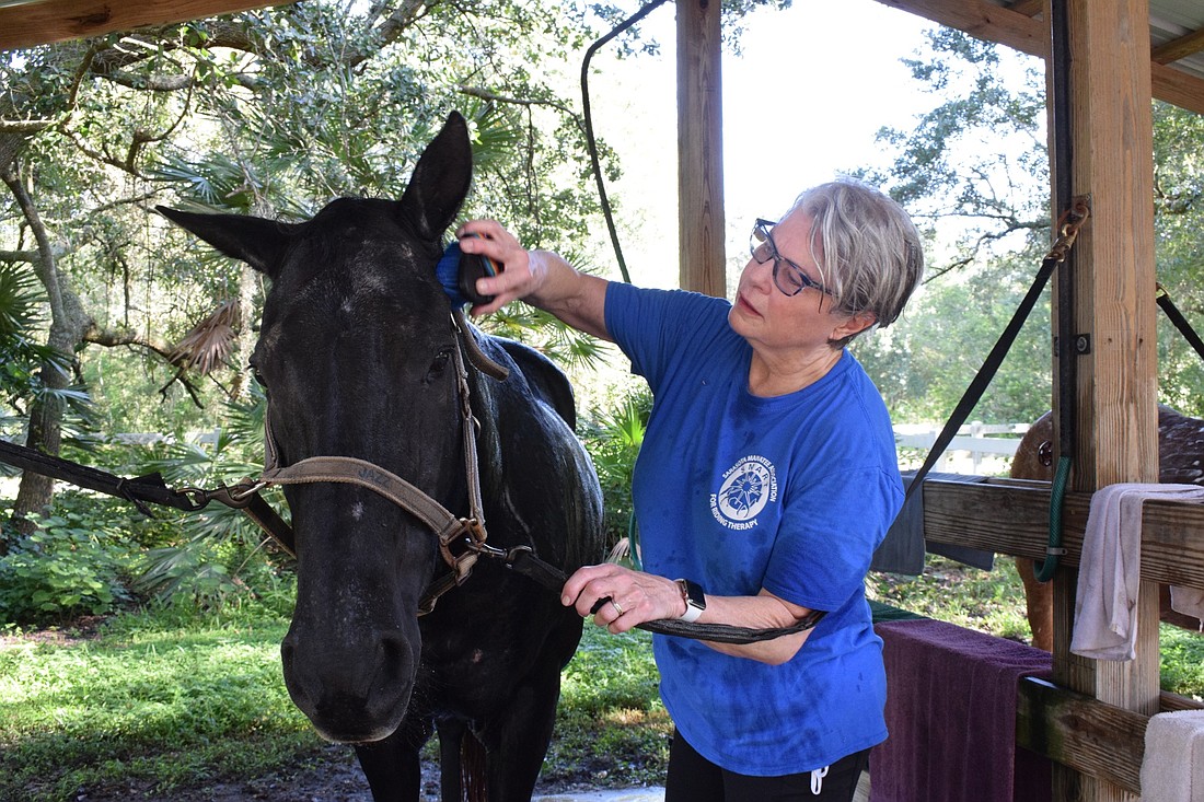 Jazz stands still while Terri Arnold, a volunteer for Sarasota Manatee Association for Riding Therapy, scrubs Jazz&#39;s head.