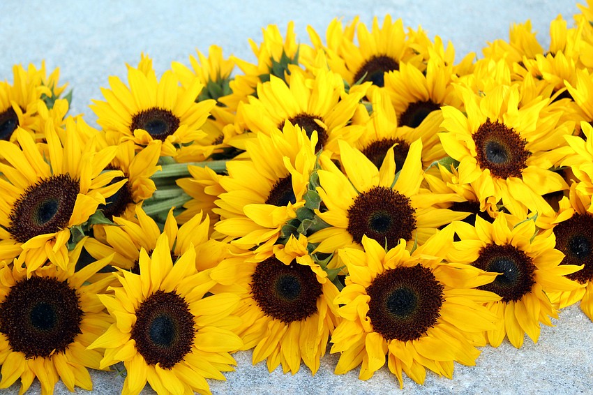 Hundreds of sunflowers are used to create a ribbon. Brynn Mechem