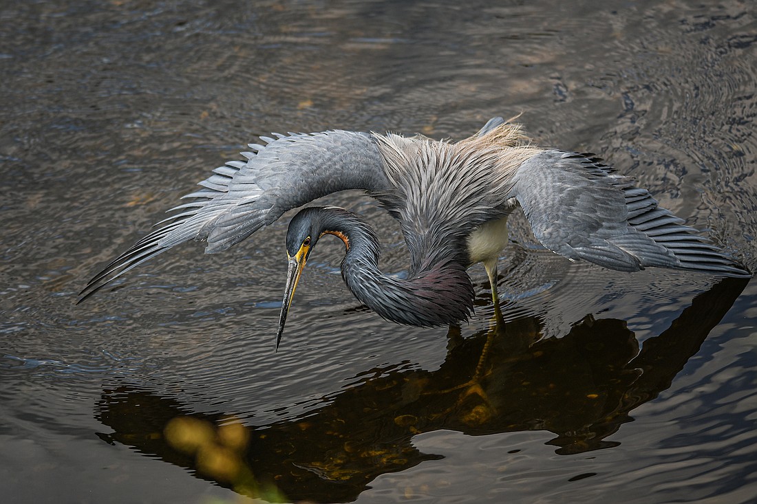 Tricolored Herons feed in the shallows, often shading the water using a technique called â€œcanopy feeding."