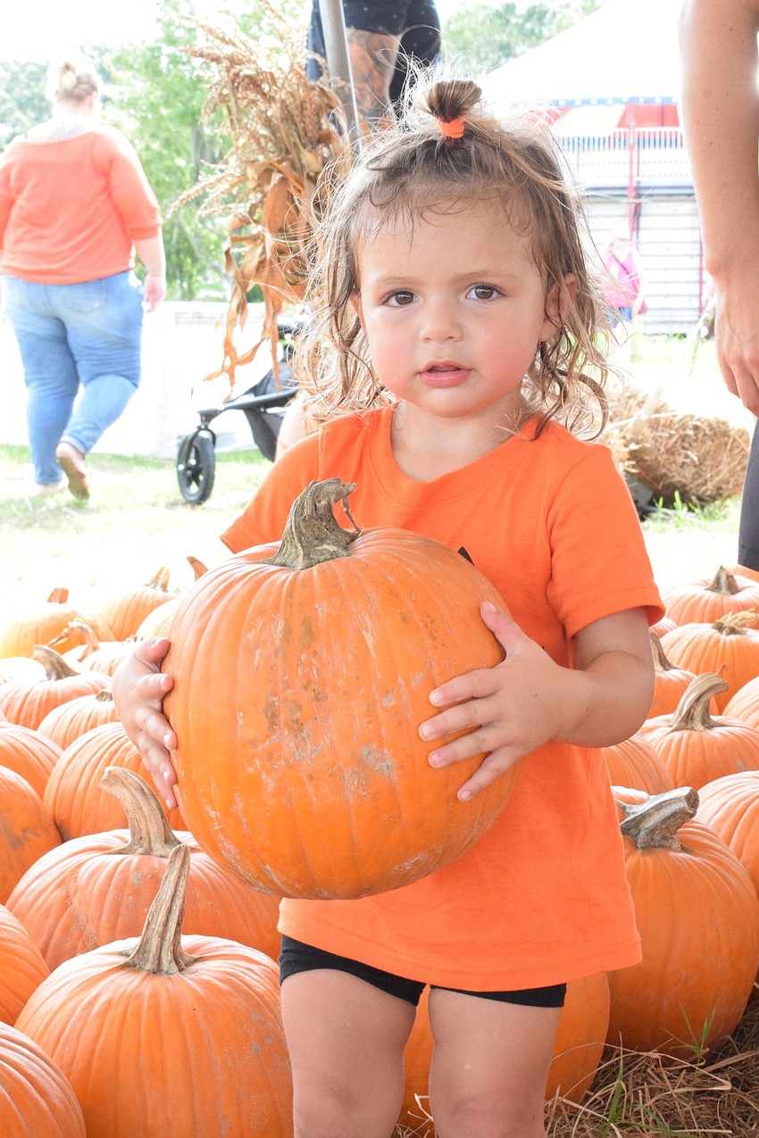 St. Petersburg's Carson Hindsley, who is 2, picks out a pumpkin during her first time at the Pumpkin Festival.