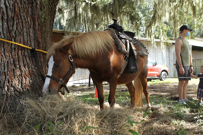 The festival had plenty of hungry ponies.