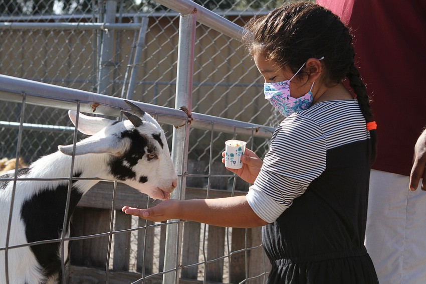 Karina Acosta fed a goat.