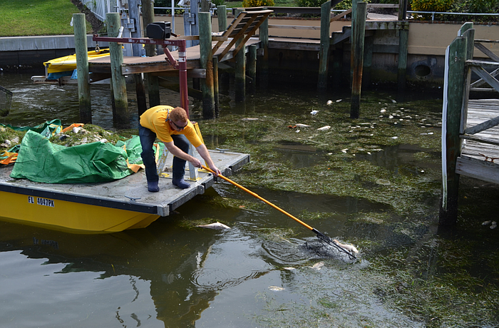 Reports of fish kills associated with red tide have been detected on Beer Can Island.