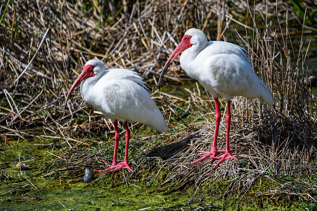 During breeding season, White Ibis become even more dramatic, with their faces, legs and bill turning vivid red. (Miri Hardy)