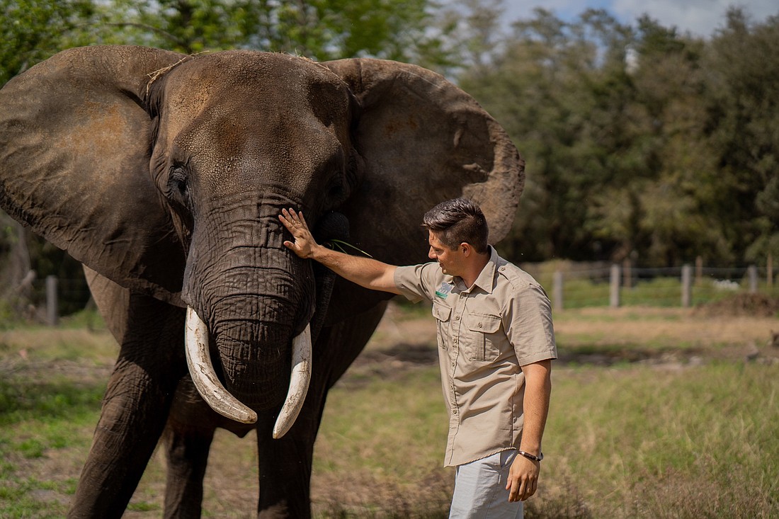 Lou Jacob, CEO of Myakka Elephant Ranch, cares for one of the elephants. Jacob started the ranch after learning more about elephant conservation at a symposium in South Africa and interning at a zoo in Germany. Courtesy photo.