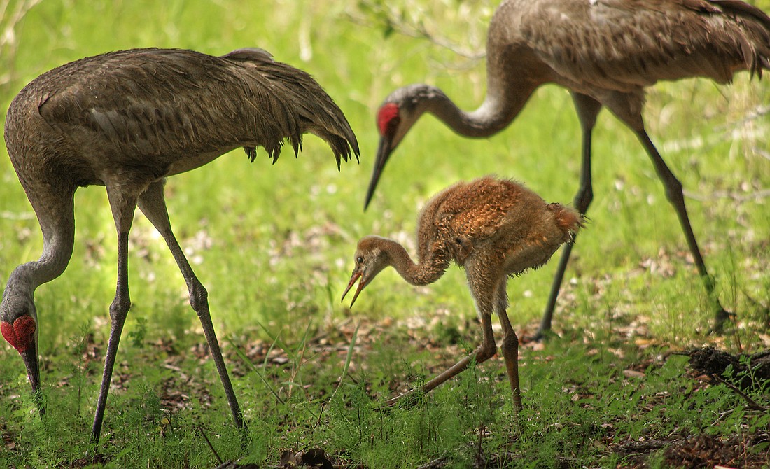 Cinnamon brown when hatched, turning gray as they mature, crane chicks are called colts because of their long legs. (Photo by Miri Hardy)