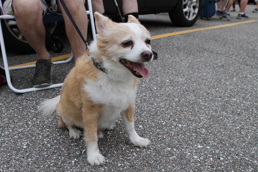 Cisco the dog was in an excited state.