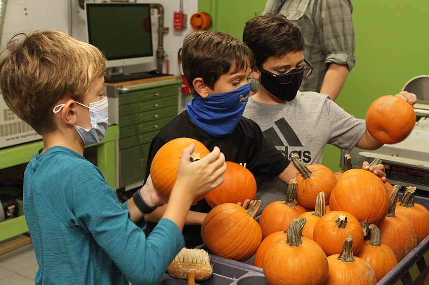 Simon Carpenter, Barrett Swafford and Giovanni Moretta looked through pumpkins together.