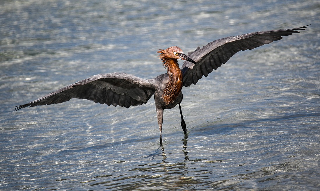 A rare bird with a restricted habitat, the reddish egret typically hunts alone in shallow water. (Miri Hardy)