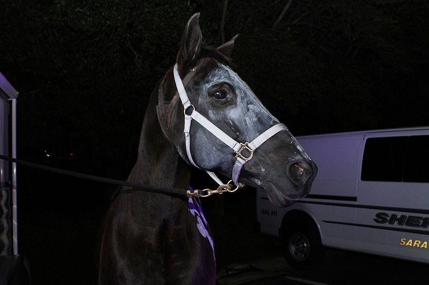 Legacy the horse was dressed like a skeleton.