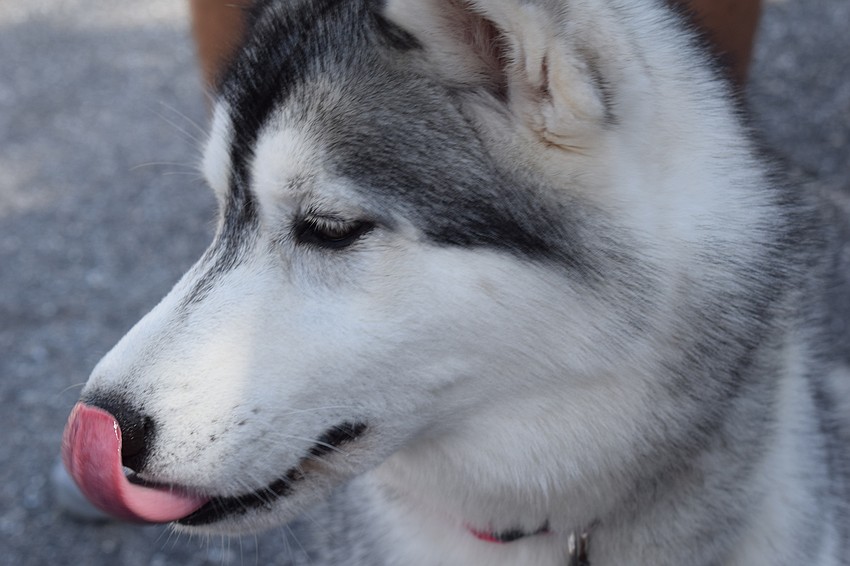 Sakari, a Siberian Husky owned by Lakewood Ranch's Kamara McWilliams, was one of the many dogs enjoying a stroll through the Market at Lakewood Ranch.