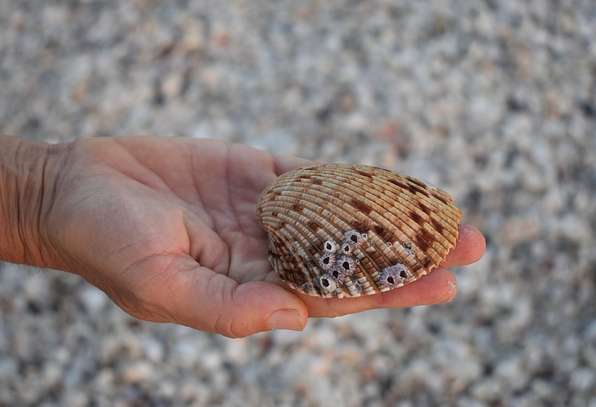 Your Observer Photo This cockle is covered in barnacles, meaning it