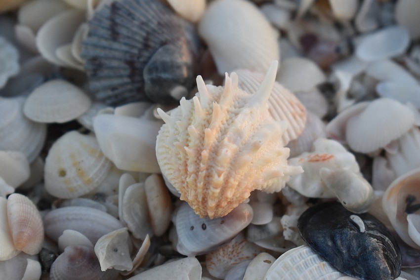 This spiny jewel box is missing its other half, but its hollow spines are still intact.
