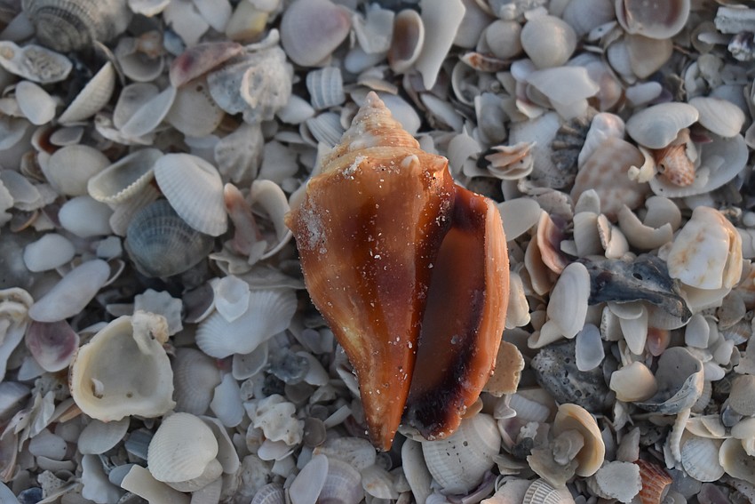 Florida fighting conch