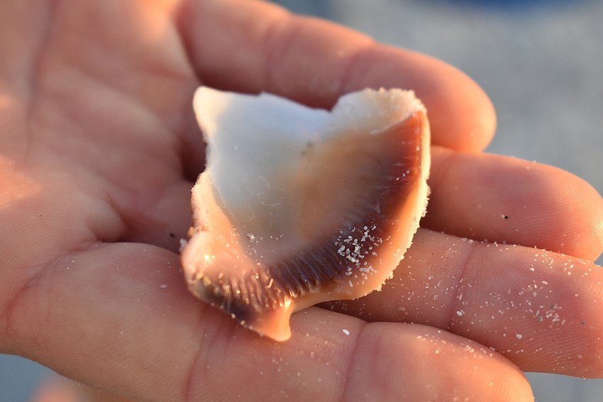 Florida fighting conch fragment