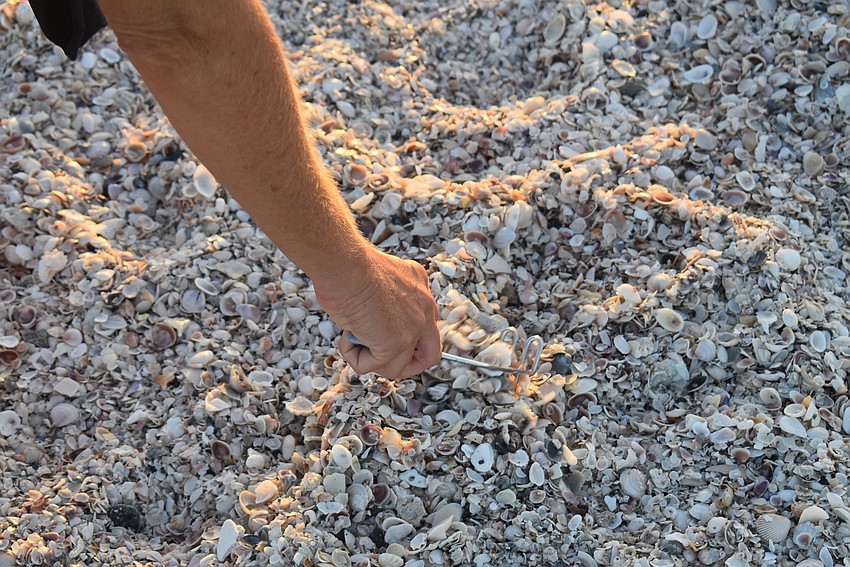 Loccisano uses a potato masher to scrape through the shells.