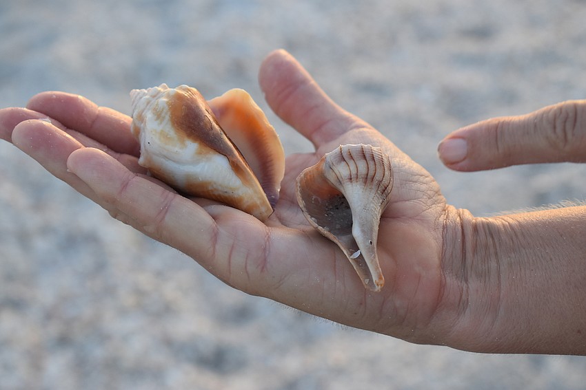 Usually shells open from the right, like the shell on the left. If it opens from the left, like the other shell, it's 