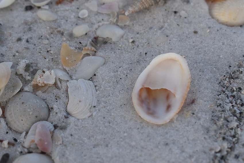 Slipper shells are a common find.