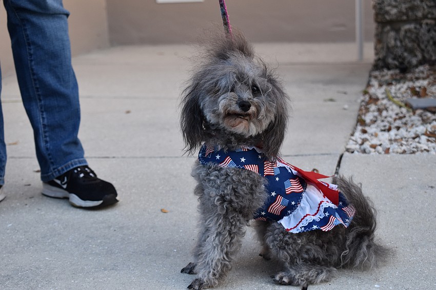 A dog wearing an American flag scarf is pictured Tuesday at Town Hall’s Precinct 201.