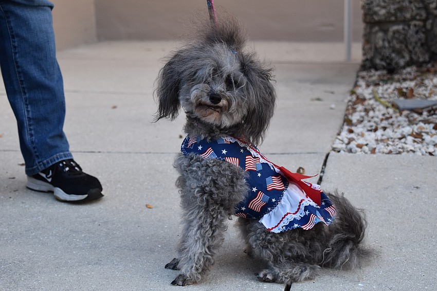 A dog wearing an American flag scarf is pictured Tuesday at Town Hall’s Precinct 201.