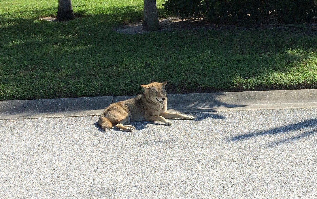 Longboat Key had its last reported coyote sighting in 2018.