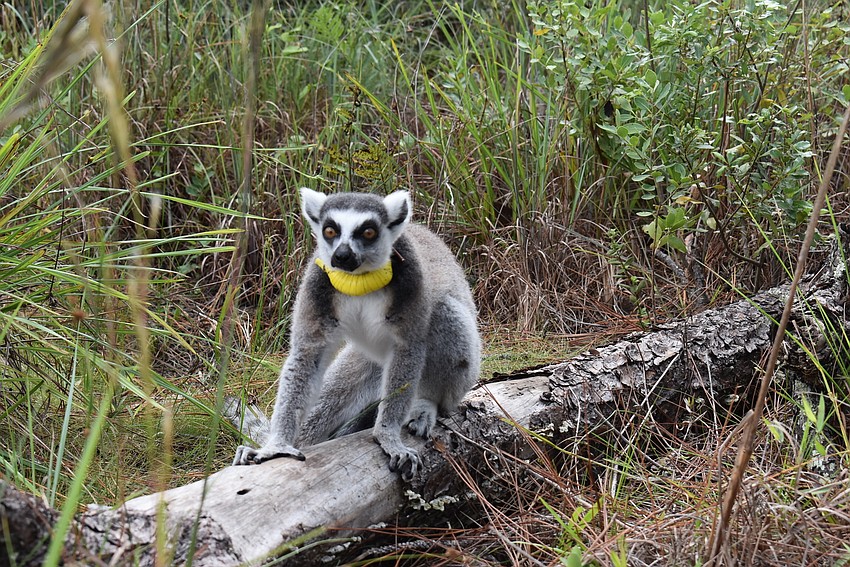 Yuengling, a 28-year-old ring-tailed lemur, explores the Lemur Conservation Foundation's free-range forest habitat. He is Ansell's mate and Duffy's father.