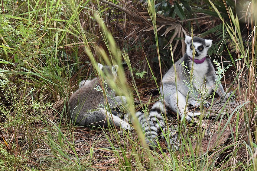 28-year-old Duffy (left) and 18-year-old Ansell are ring-tailed lemurs who have had 12 children, including four sets of twins.