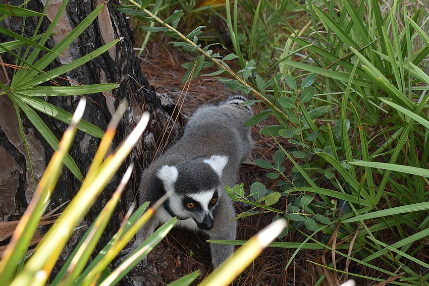 Goose is a ring-tailed lemur with only three legs. He was attacked by a hawk at 10 weeks old, which paralyzed the now-missing leg.