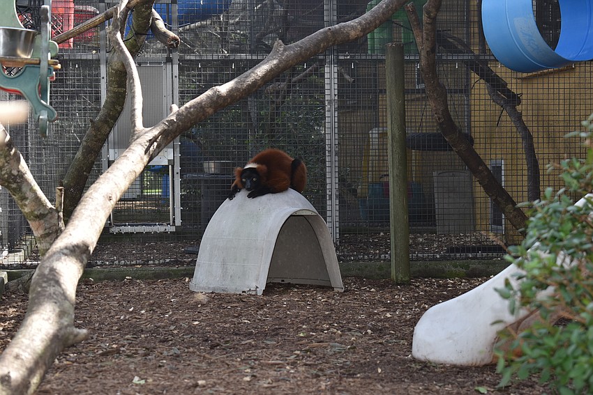 Ravina is a female, 13-year-old red ruffed lemur. The lemurs at Lemur Conservation Foundation can move from their enclosures to the free-range forest habitat at will using overhead tunnels.