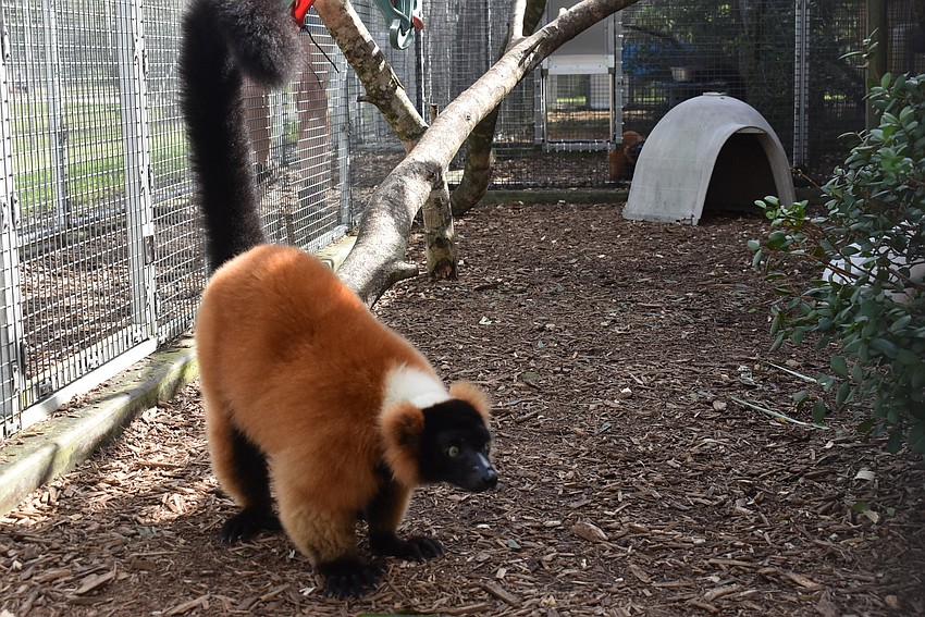 Rivotra is a male, 12-year-old red ruffed lemur. Red ruffed lemurs are one of two critically endangered species (along with mongoose lemurs) housed at the Lemur Conservation Foundation.