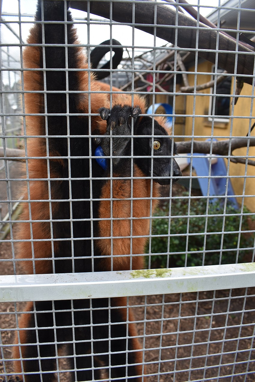 Tsikey is a male, 20-year-old red ruffed lemur. He is the 19th lemur the foundation ever had, making him the most tenured lemur there.