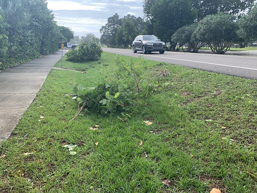 Tree limbs were down near Spinnaker Lane along Gulf of Mexico Drive. (Mark Bergin)