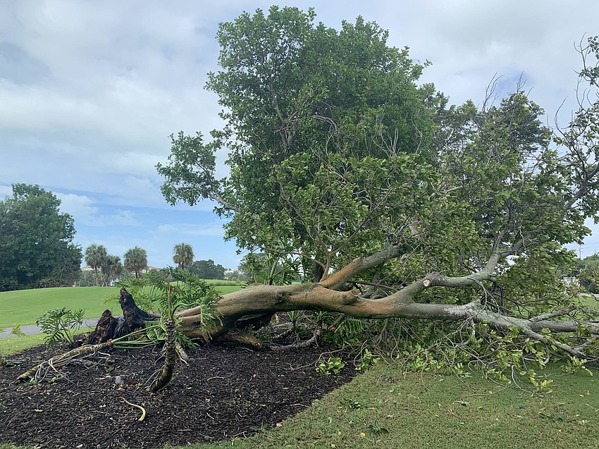 Trees and limbs fell along the Longboat Key Club's Islandside golf course along Gulf of Mexico Drive. (Nat Kaemmerer)