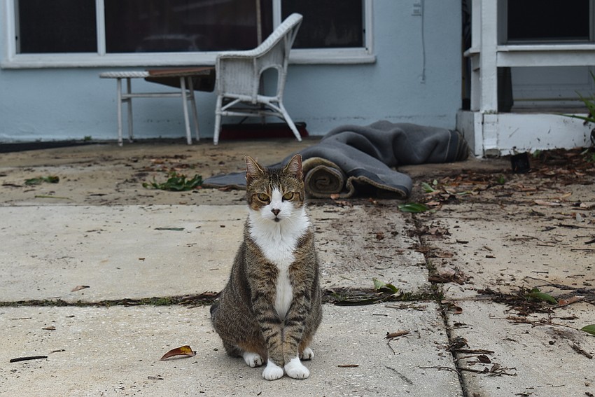 Vashti Braha's cat, Chippy, had to be consoled as the flooding took place. (Nat Kaemmerer)