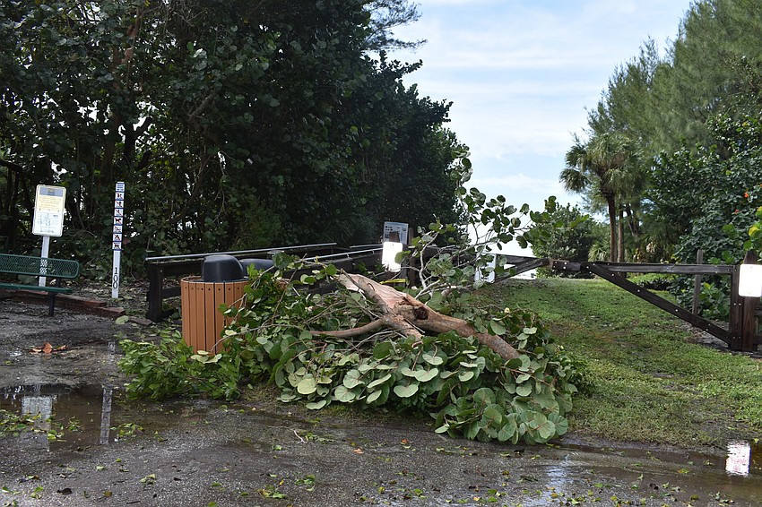 Tree limbs were down near 100 Broadway St.