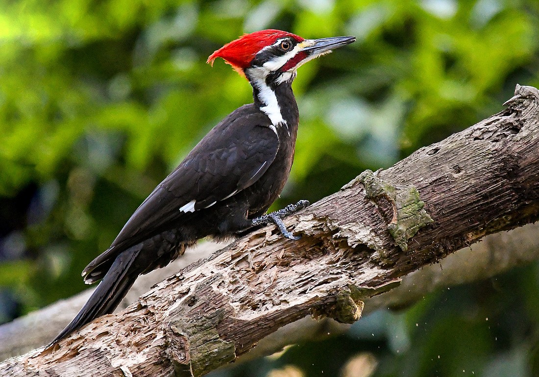 Pileated woodpeckers are considered a keystone species, as the well-being and survival of many other species depends upon them. (Miri Hardy)