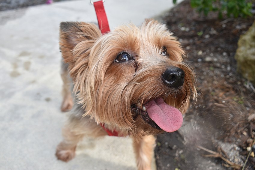 Pippa the dog got acquainted with her new home.