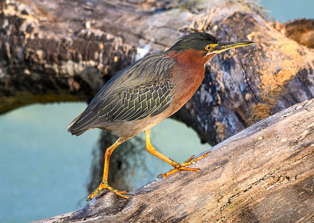 Green Herons perch above water to hunt for food and will use live and artificial bait to lure their prey. (Miri Hardy)