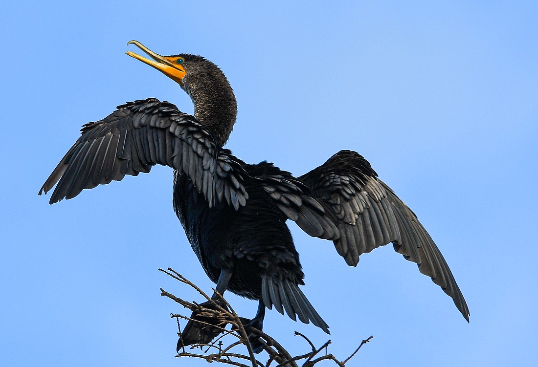 Double-crested cormorant feathers become easily waterlogged, allowing them to deep-dive.  Once back on land, they must dry their wings in the sun.