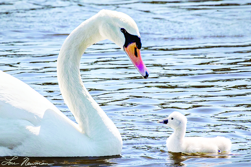 May 5: Greta and her cygnet. (Lou Newman)