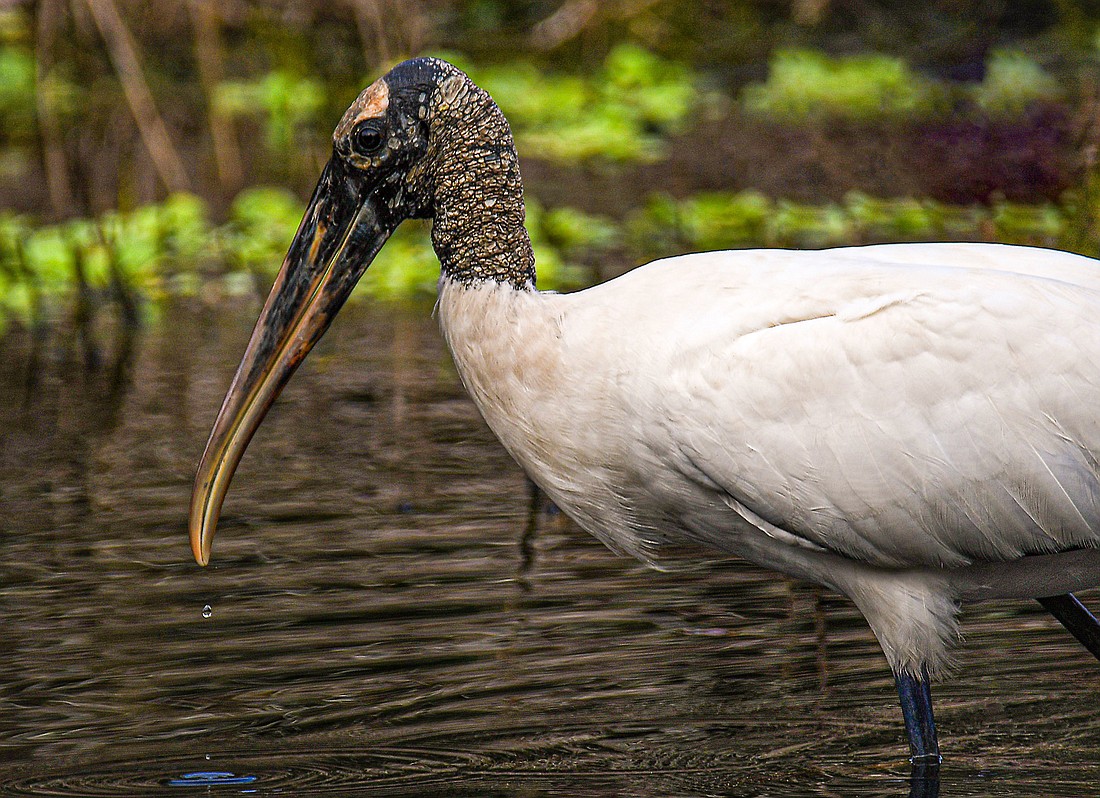 The only stork that breeds in North America, Wood storks almost