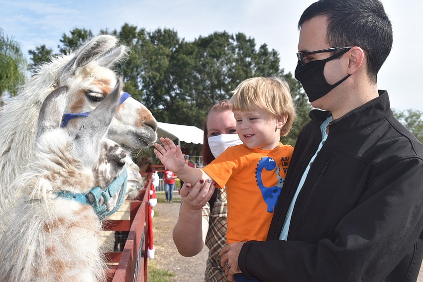 (From right) Robert Morelli, Everett Morelli and Tiffany Morelli of Sarasota feed a llama. They came to see the giraffes and Santa Claus.