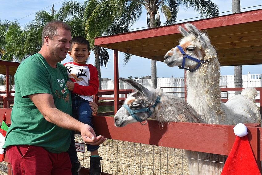 Jeffrey Schermerhorn (left) and Paxton Schermerhorn of Sarasota feed the llamas. They came to see all the animals, but mainly the giraffes and more 